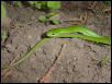 opheodrys3
