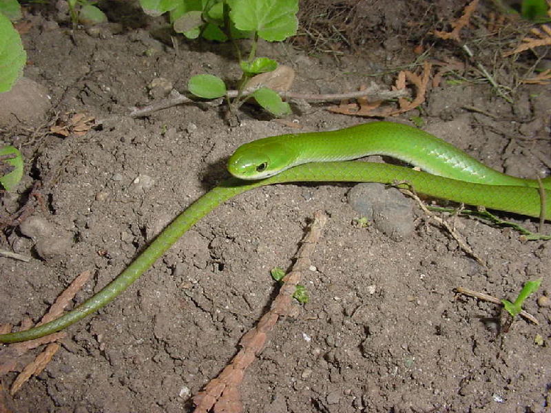 opheodrys3