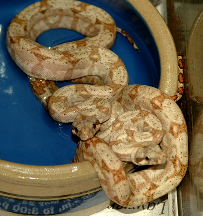 HoggIslandPair