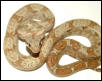 Female Hogg Island Boa