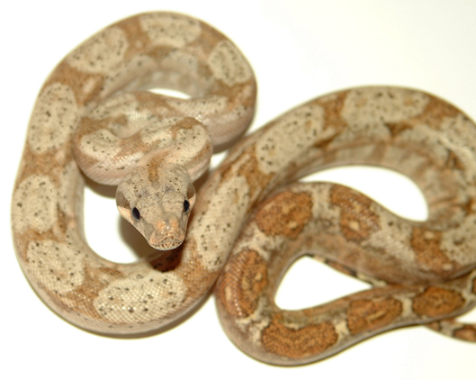 Female Hogg Island Boa