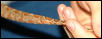 MaleHoggTail