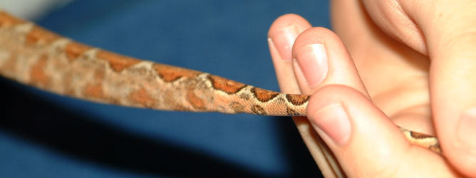 MaleHoggTail