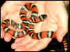 Queretaro Kingsnake