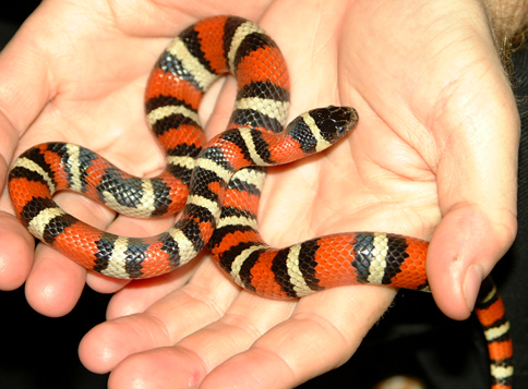 Queretaro Kingsnake