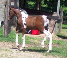 Matrix trotting