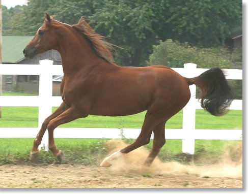 Alybi running