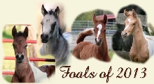 Foals of 2013
