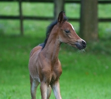 Filly Looking
