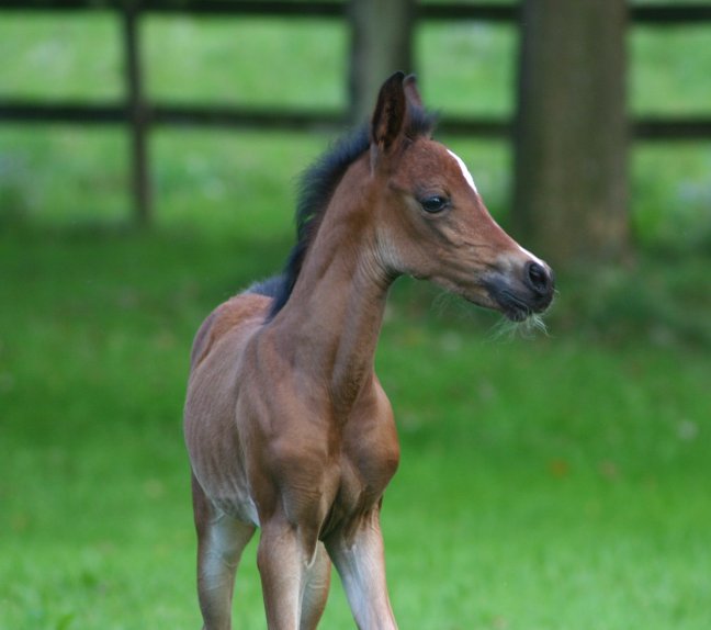 Filly Looking