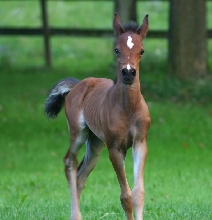 KC Filly