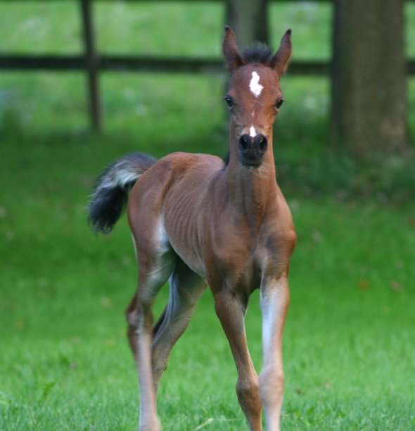 KC Filly