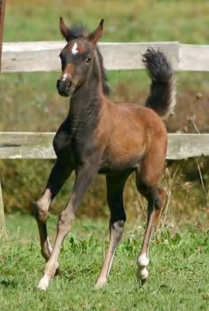 Trotting
