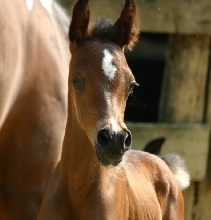 Filly Head