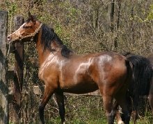 Klassi
