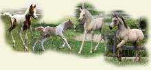 2010 Foals
