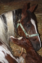 Rainy and filly