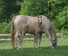 Sierra and 08 filly