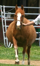 Another of Wildfire