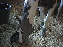 Twister Eating