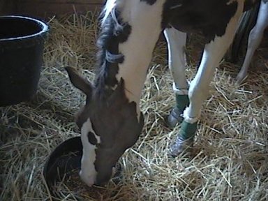 Twister Eating