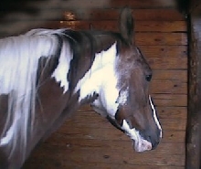Twister's Head