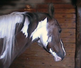 Twister's Head