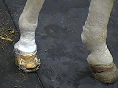 Twister's hoof