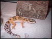 my gecko