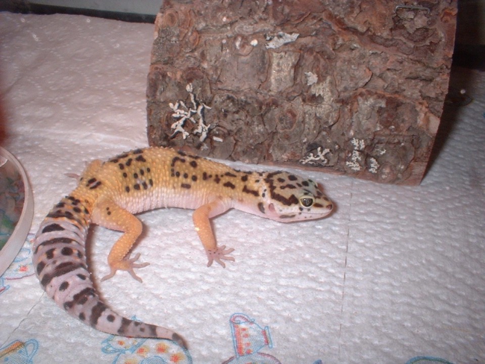 my gecko