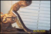 Black Rat Snake