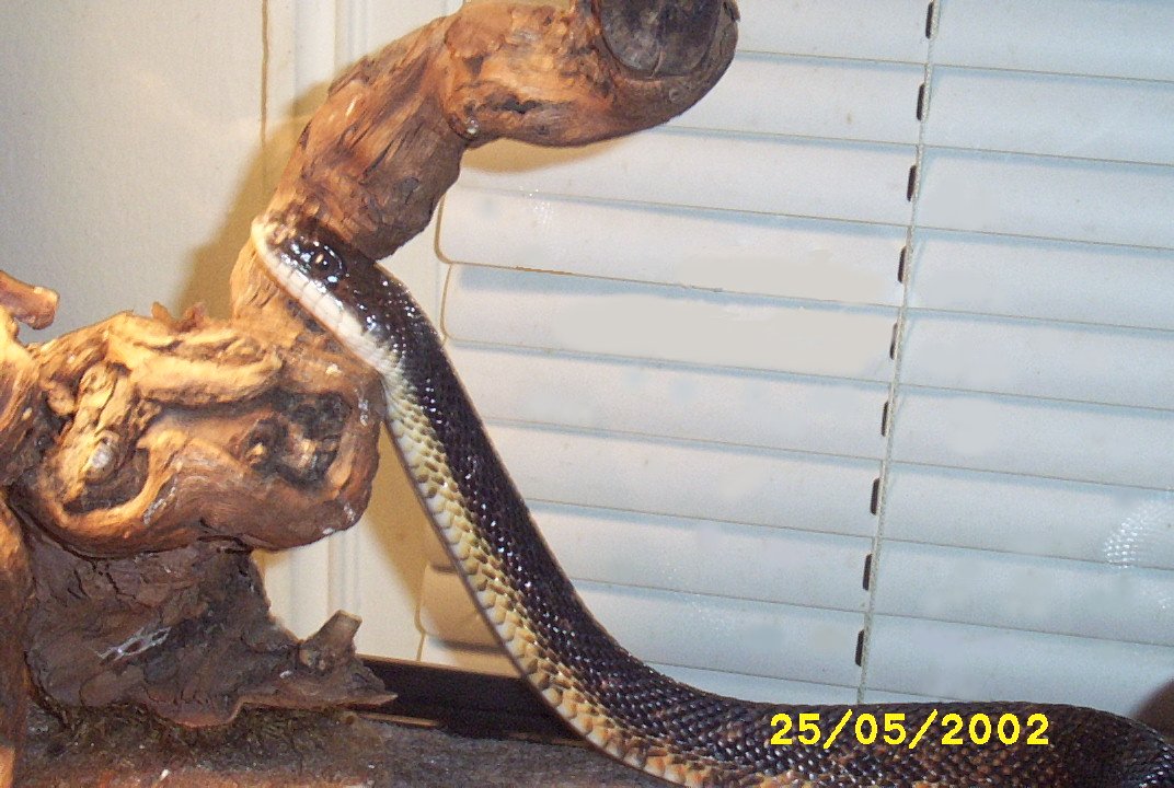 Black Rat Snake