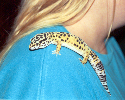 Leopard Gecko