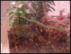 Rough Green 1