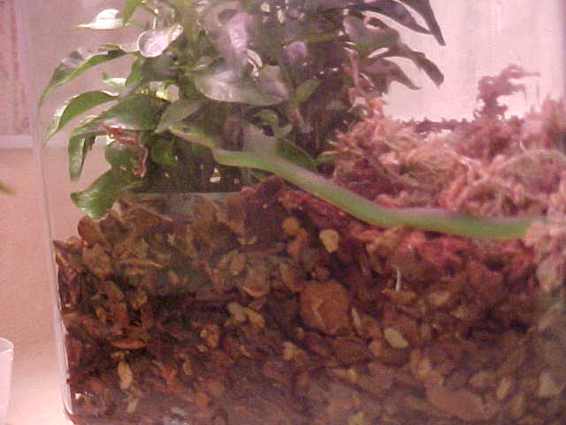 Rough Green 1