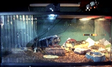 Moko`s cage