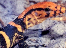 A photo from a book