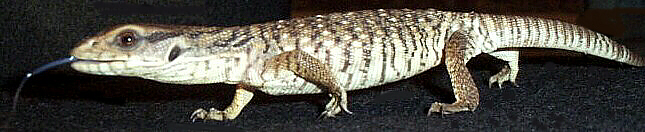 Moko