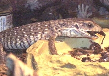 Moko eats.