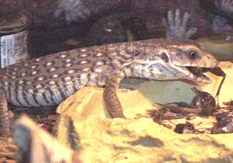 Moko eats.