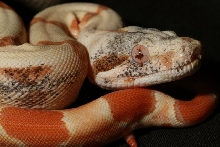 PARADOX SUNGLOW BOA