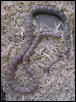 Silver Queen Ghost Corn