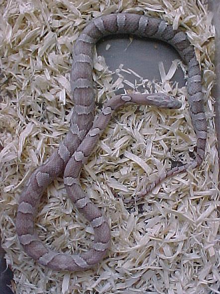 Silver Queen Ghost Corn