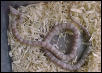 Silver Queen Ghost Corn