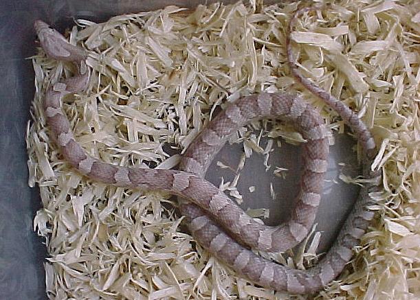 Silver Queen Ghost Corn