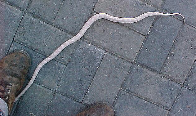 Snow Corn Female