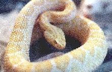Albino Western Diamondback