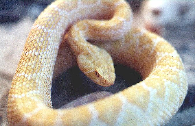 Albino Western Diamondback