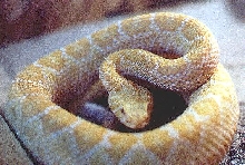 Albino Western Diamondback
