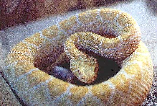 Albino Western Diamondback